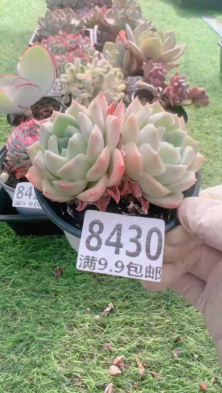 【闪购商品】信福多肉一物一拍