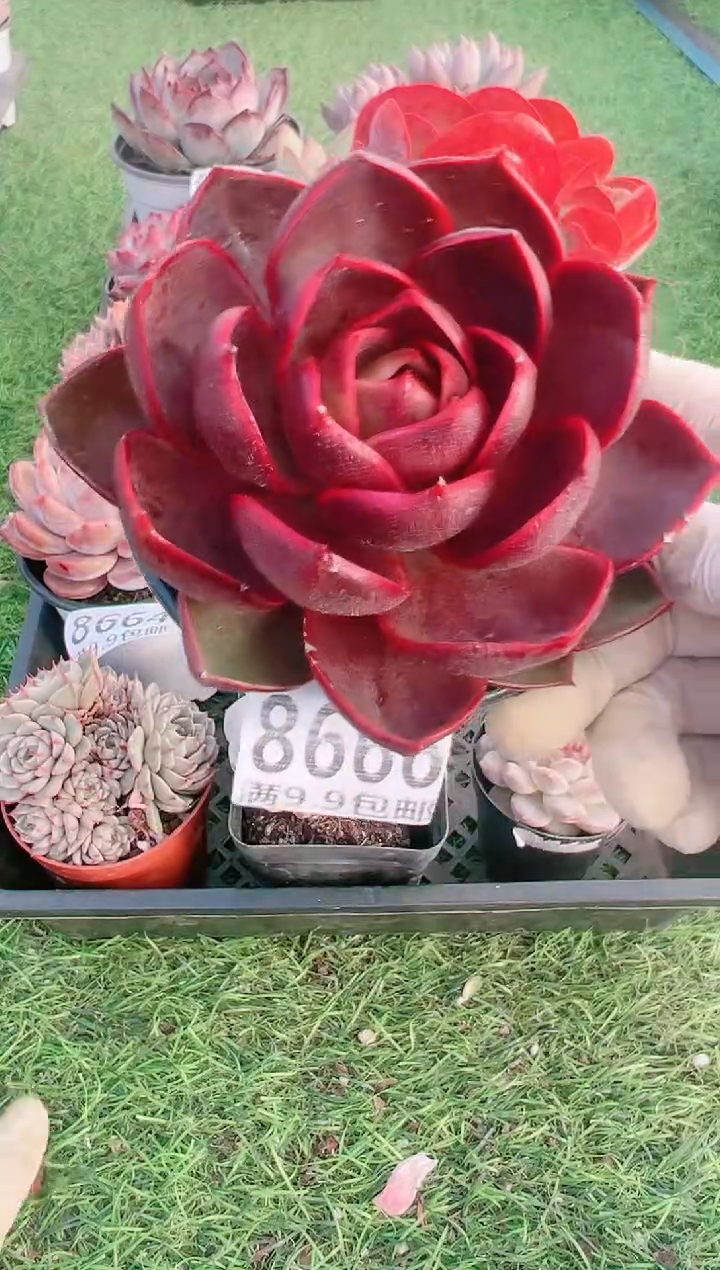 【闪购商品】信福多肉一物一拍