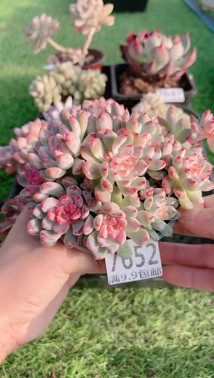 【闪购商品】信福多肉一物一拍