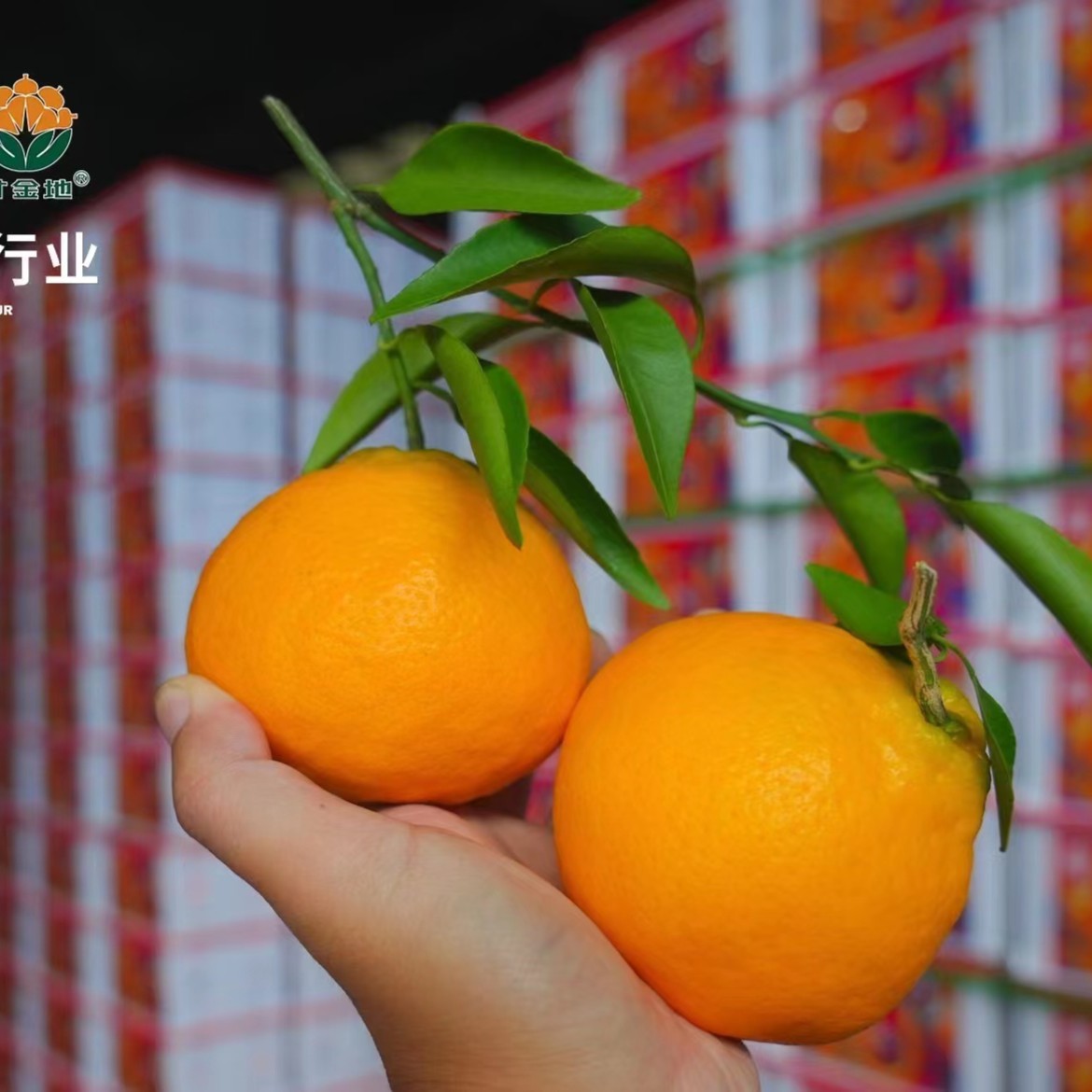 寸金地春见耙耙柑