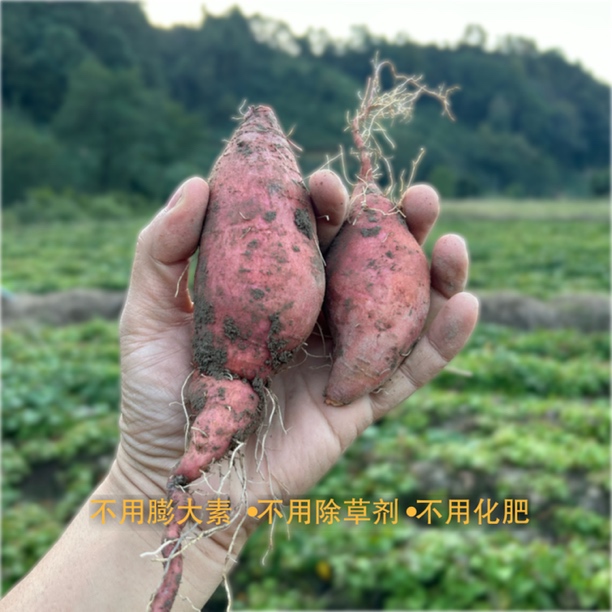 壹粒实安自然农法雪峰山香薯