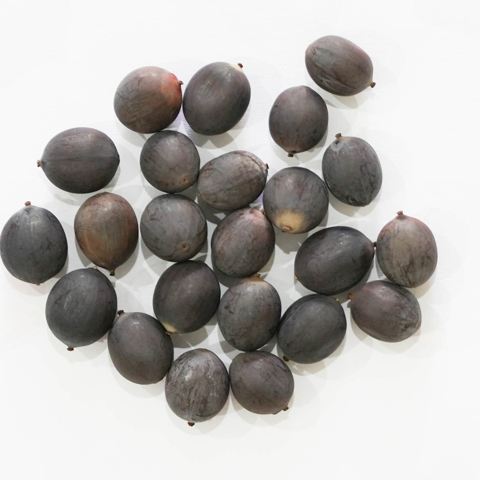 艺莲苑热带荷花种子