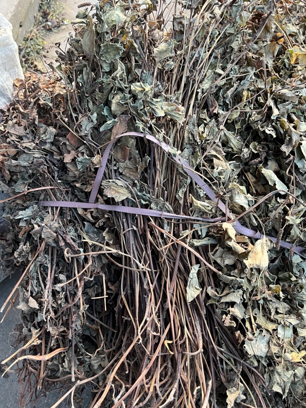 四川干鱼腥草自然晾晒零添加当季天然