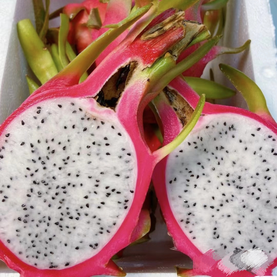 白心火龙果5园一个