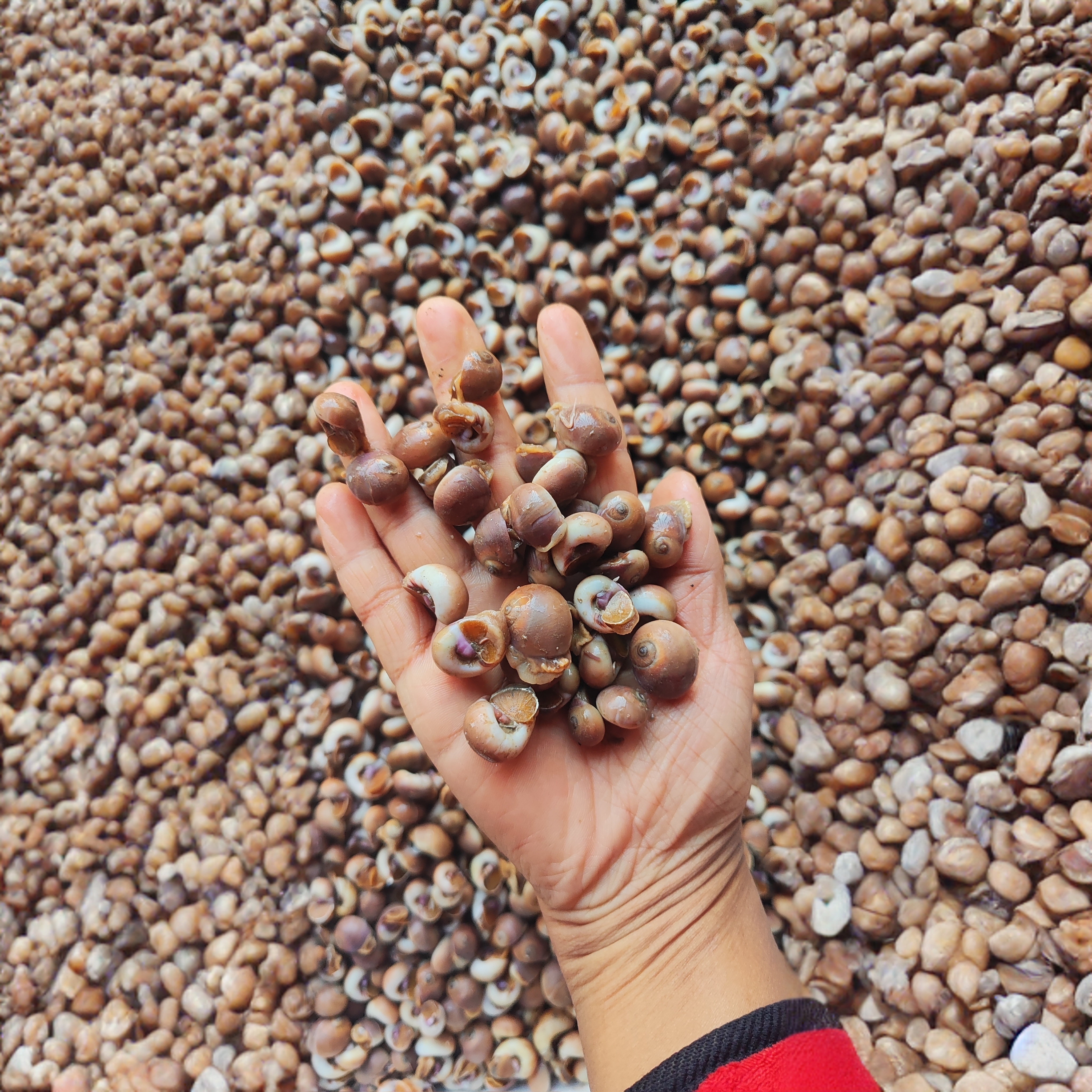 鲜活野生小香螺净重吐沙发货新鲜美味包新鲜冷地易结冰指甲盖大小