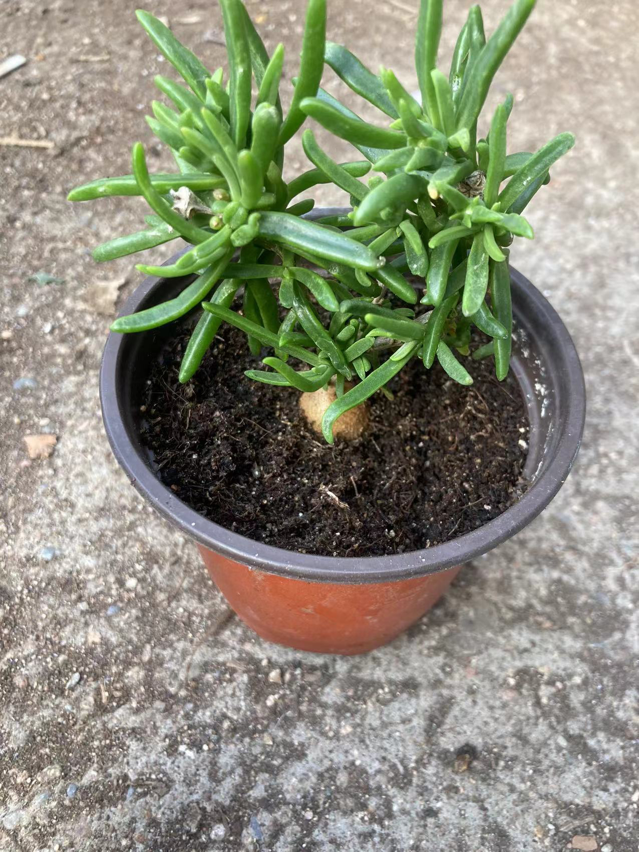 多肉植物花盆块根冰花满12.9包邮