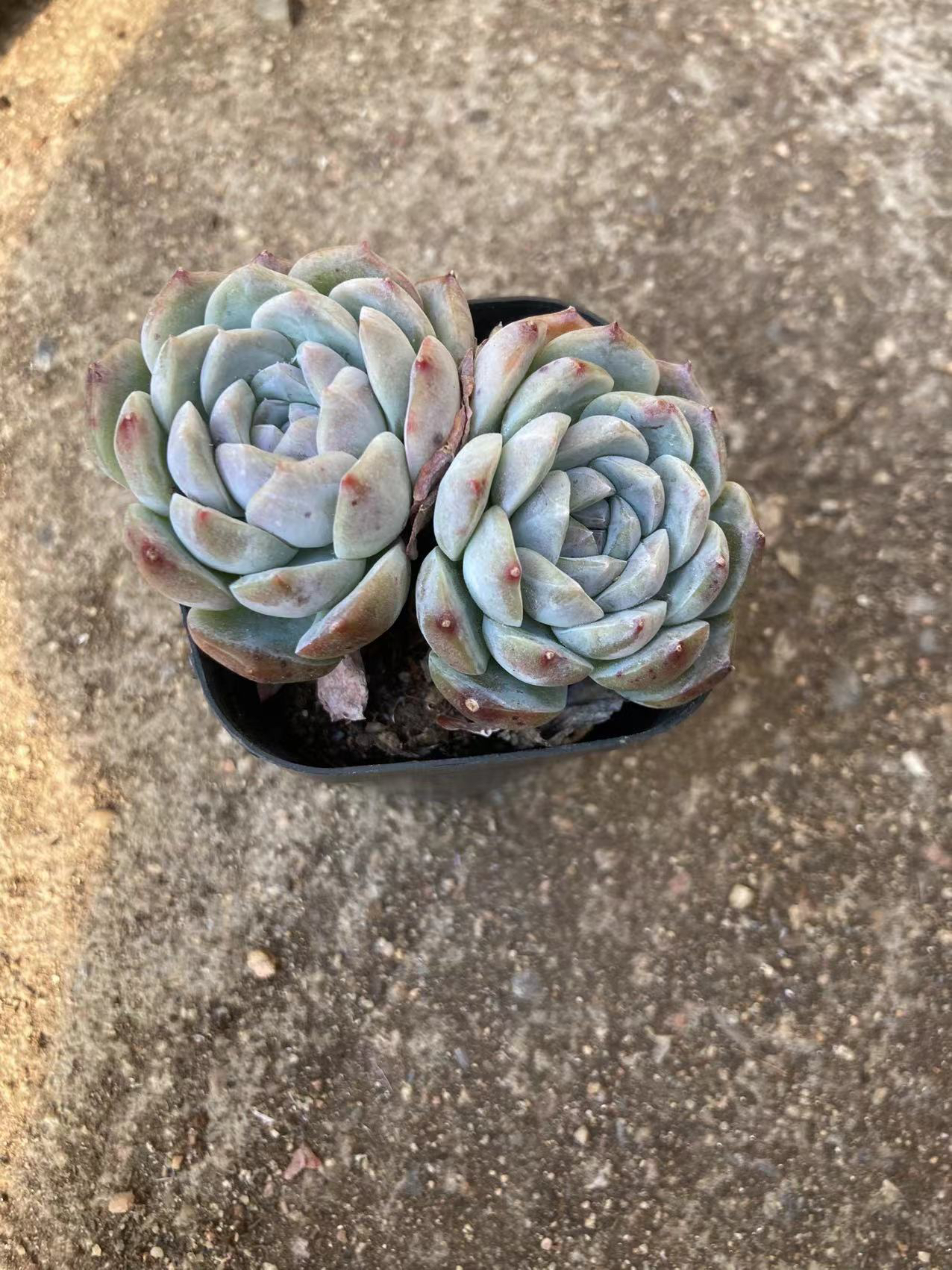 多肉植物 双头纯爱 满12.9包邮