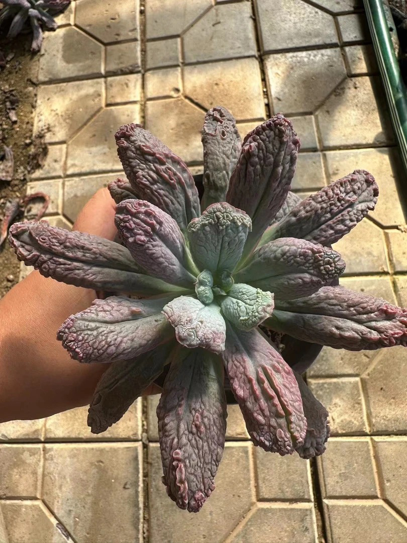 狂野男爵 满12.9包邮