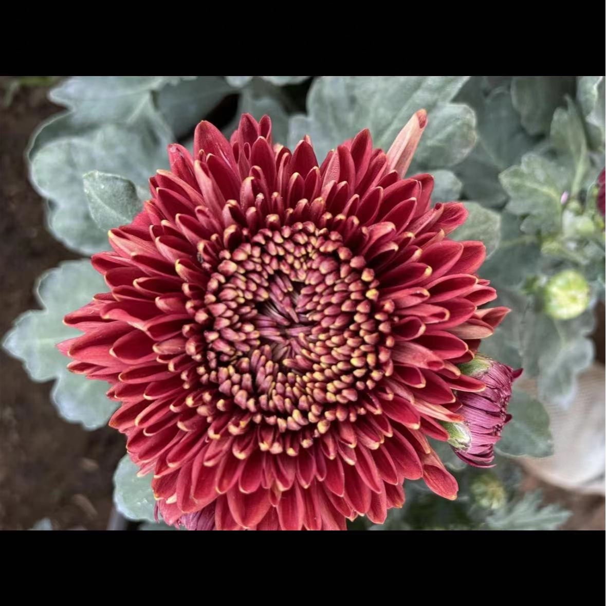 【墨菊】菊花盆栽带花苞发货大花特色花卉绿植