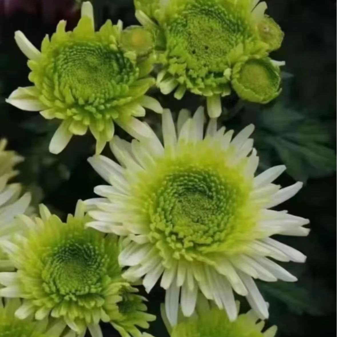 【绿菊】菊花盆栽带花苞发货大花特色花卉绿植