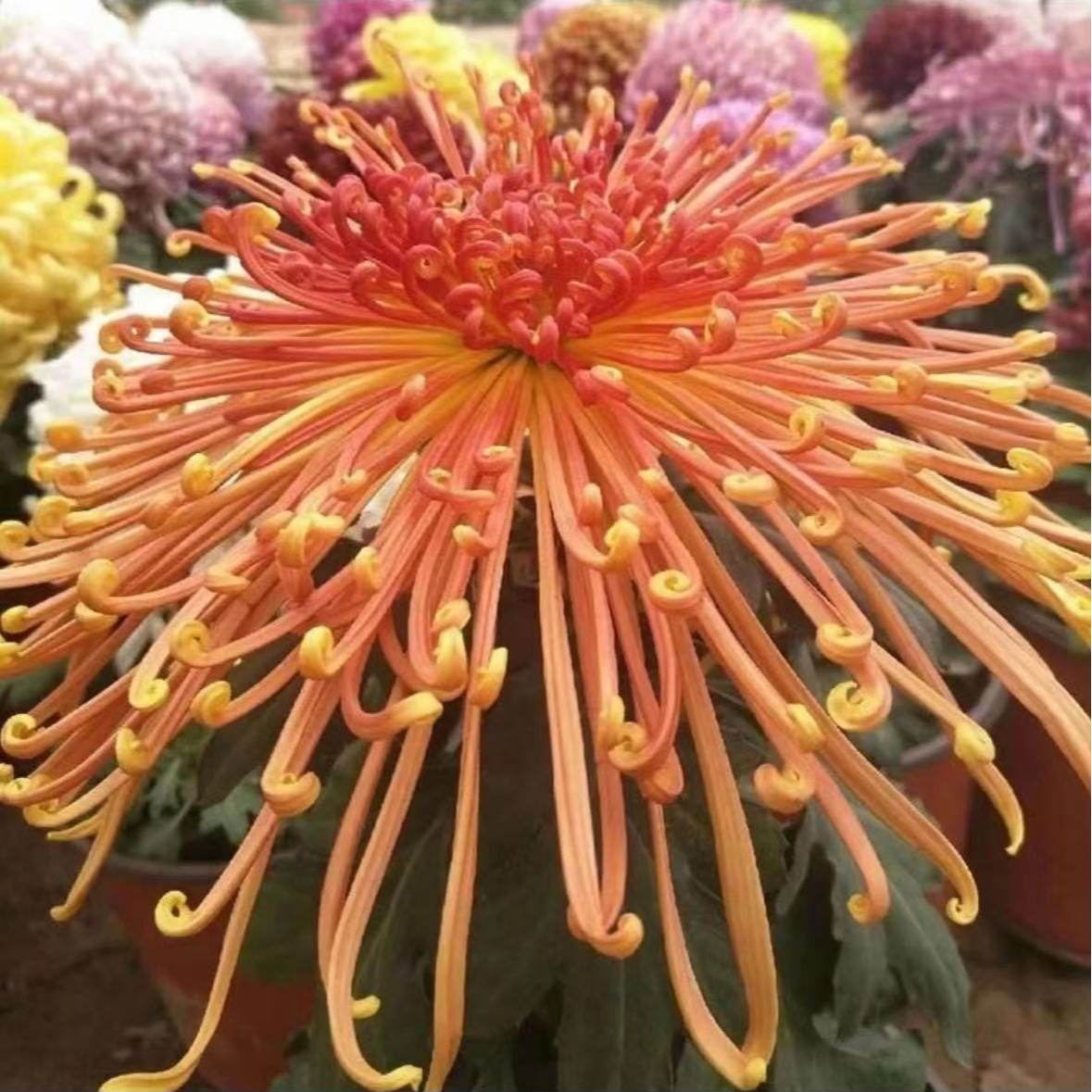 【金鸡报晓】菊花盆栽带花苞发货大花特色花卉绿植