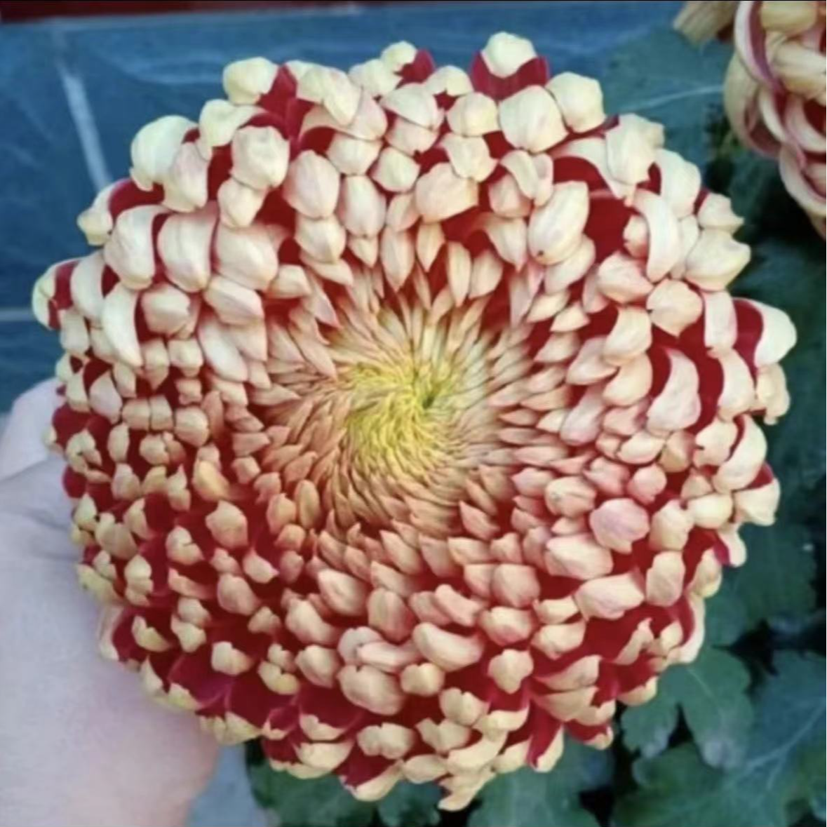 【太平红叶】菊花盆栽带花苞发货大花特色花卉绿植