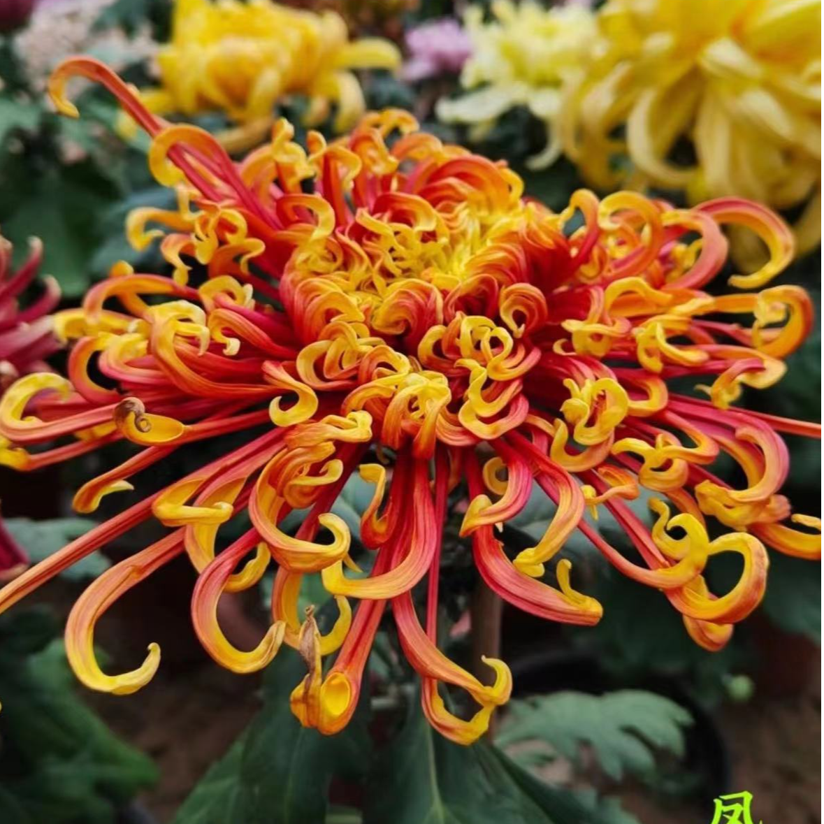 【凤凰振羽】菊花盆栽带花苞发货大花特色花卉绿植