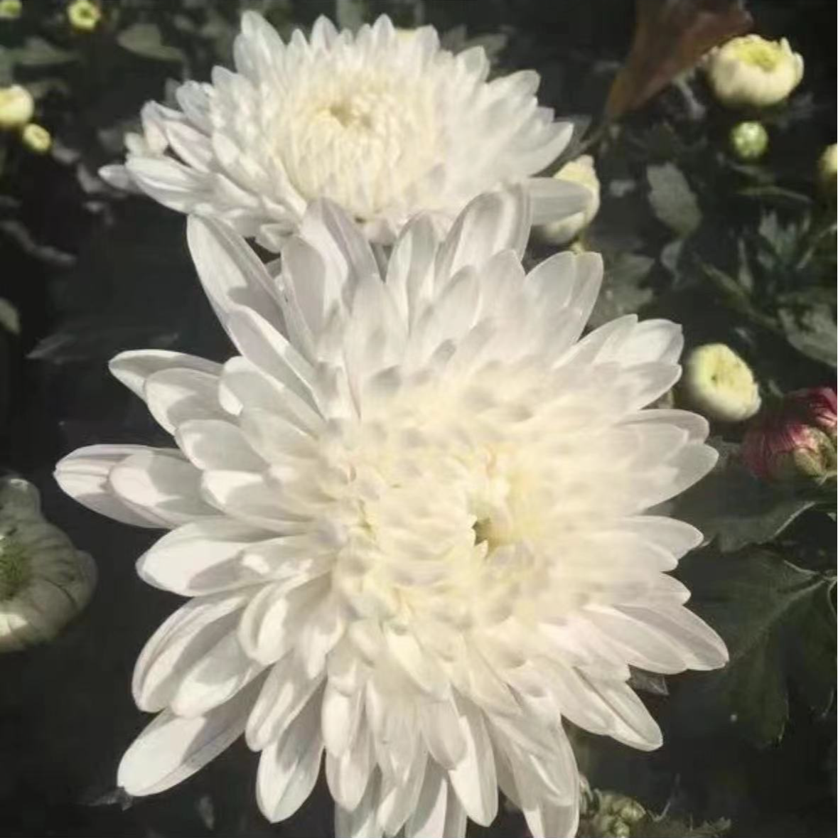 【白雪莲】菊花盆栽带花苞发货大花特色花卉绿植