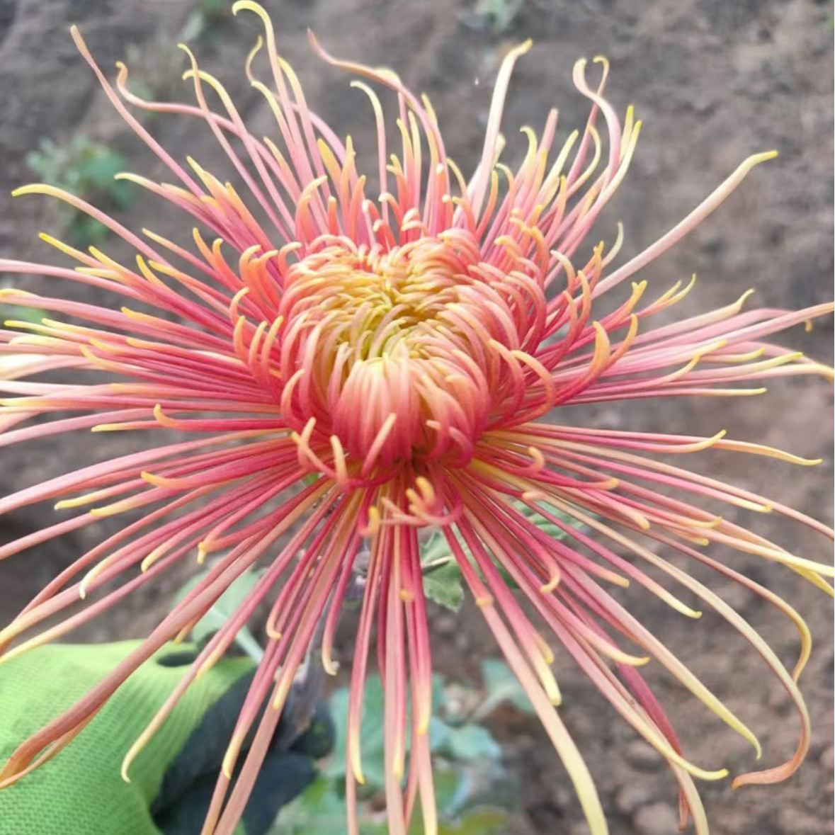 【红衣浮沉】菊花盆栽带花苞发货大花特色花卉绿植