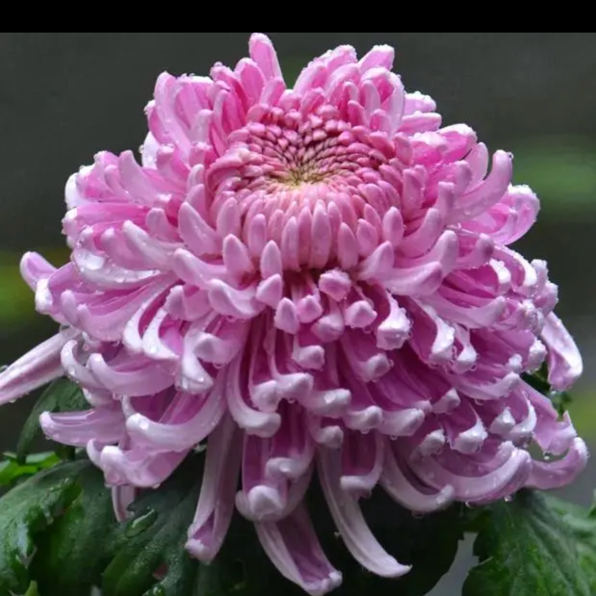 【粉国华】菊花盆栽带花苞发货大花特色花卉绿植