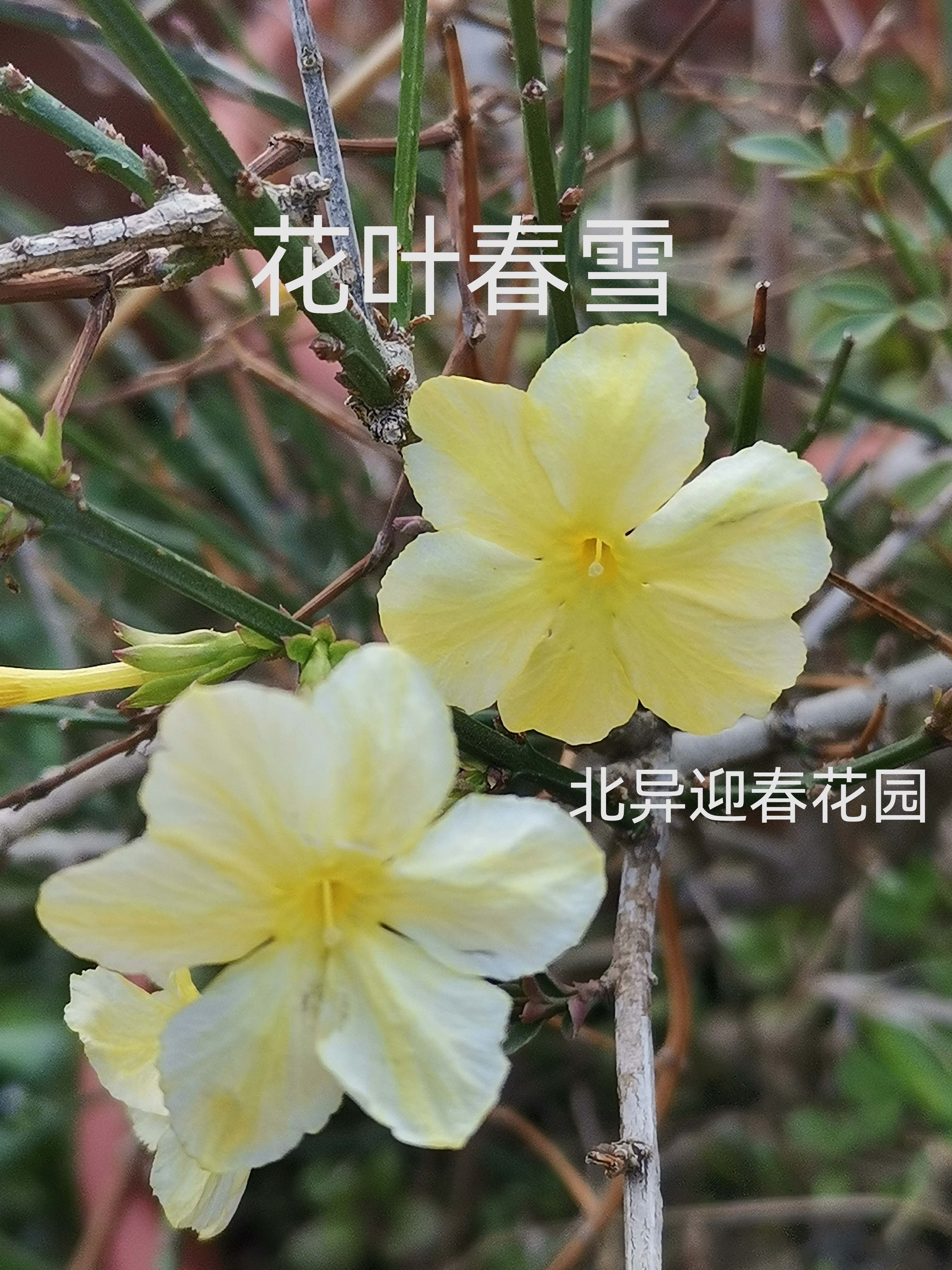 花叶春雪迎春花