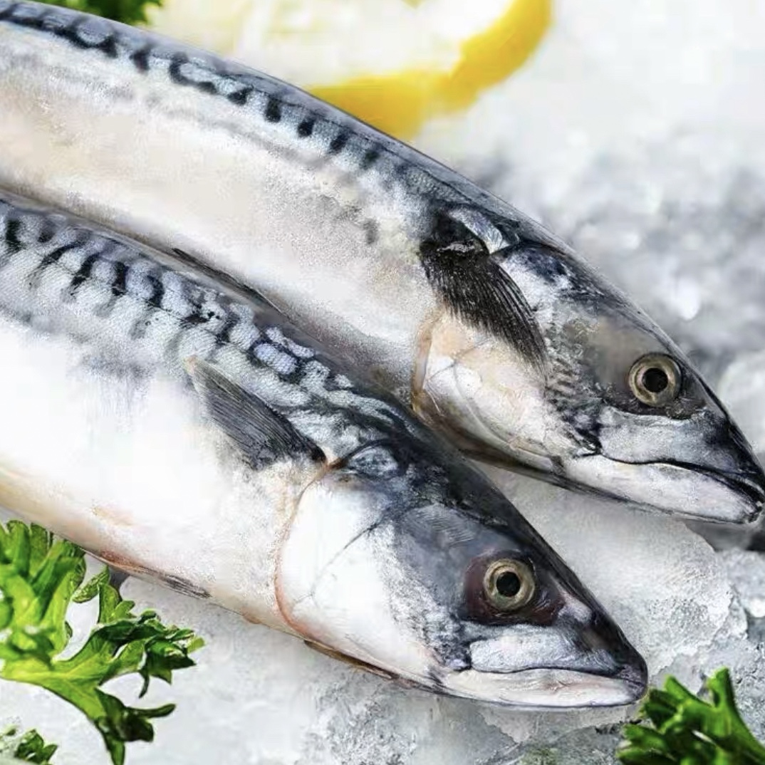 渤海湾当地燕鱼4.5一斤