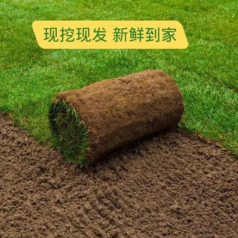新鲜带泥土真草坪马尼拉.四季青.庭院，花园，民宿，花池.....适用