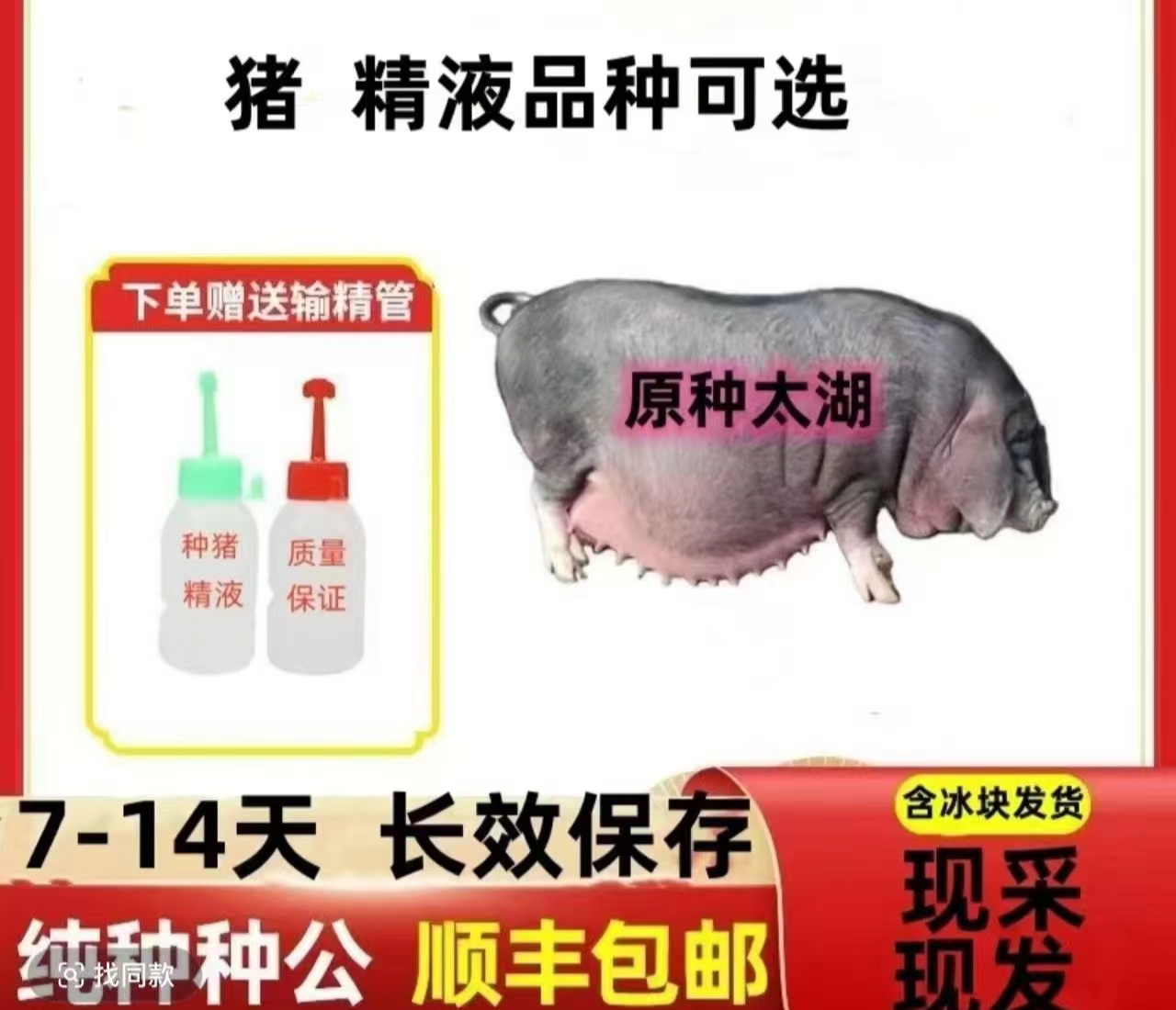 原种高产太湖种公猪种母猪精液一件包邮对版生态养殖批发