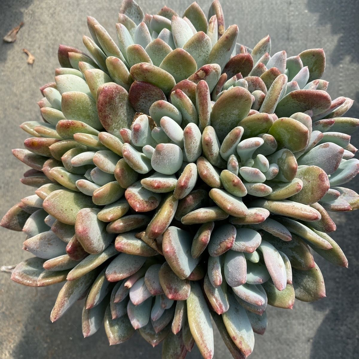 眼镜多肉（灰姑娘）多肉老桩整装绿植盆栽盆景