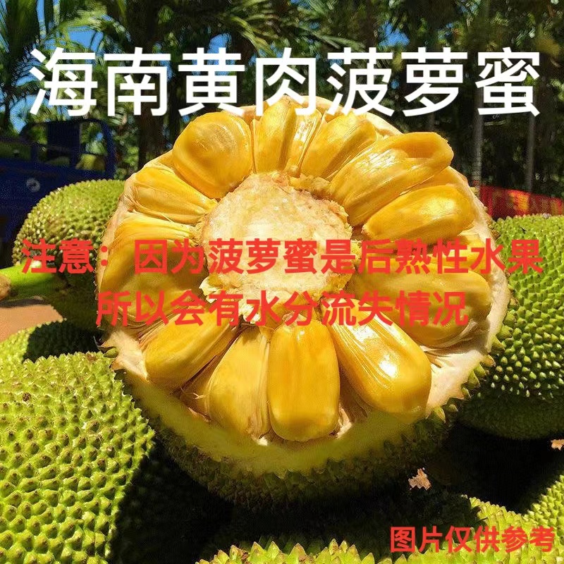 海南当季水果黄肉菠萝蜜8-53斤（催熟在吃 不要生切，口感柔软香甜）