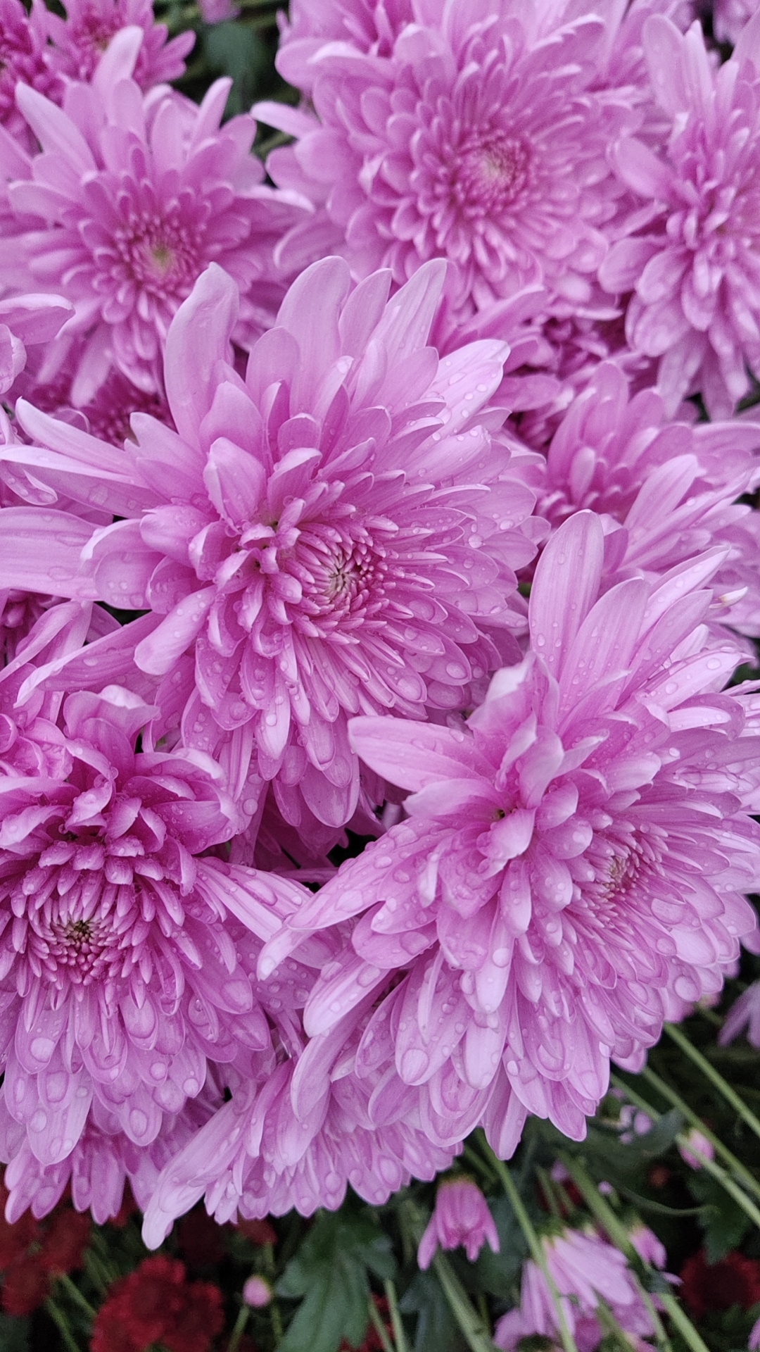 切花菊    仙女座  盆栽  150规格（老根，带脚芽）