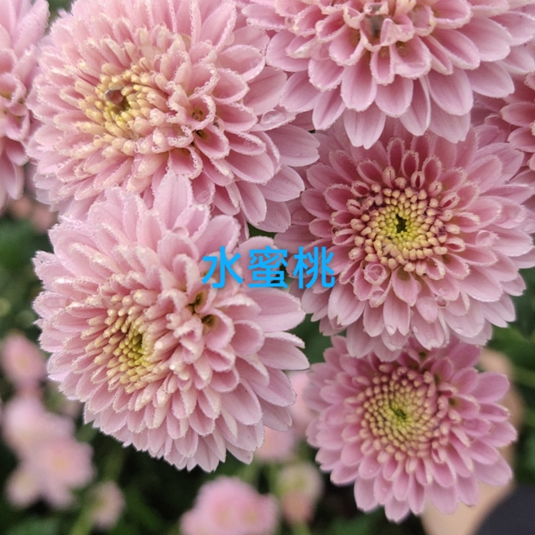 切花菊   水蜜桃 盆栽  150规格（花期已过，性价比低，慎拍）