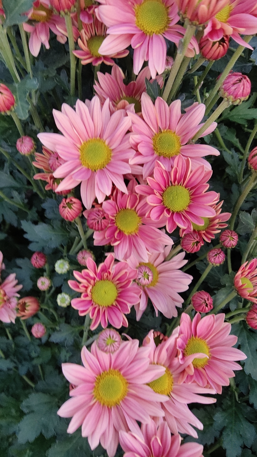 小菊   三文鱼盆栽 四季易活阳台庭院室内（花苗期）
