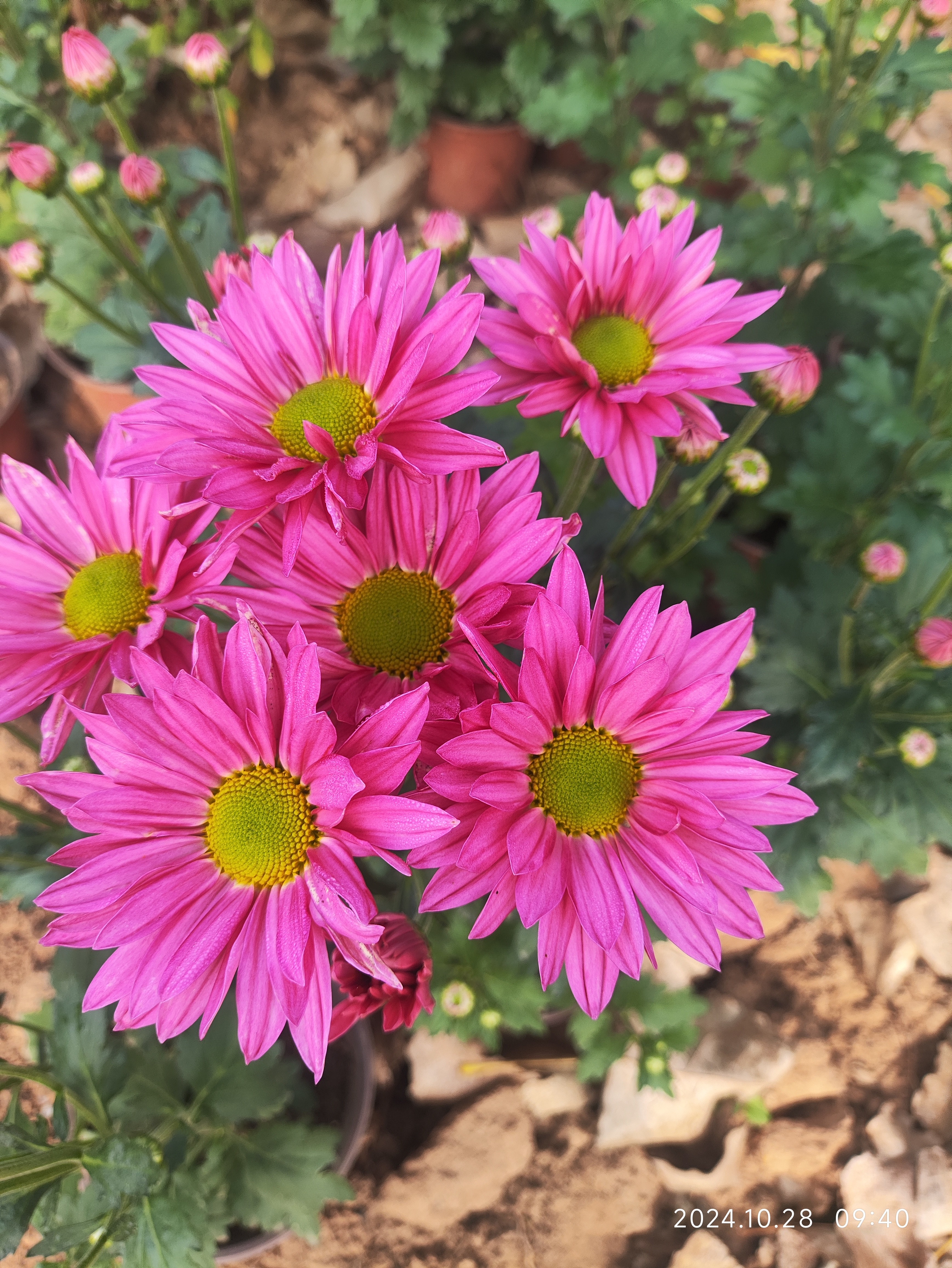 切花菊    纯心  盆栽  150规格（花期已过）