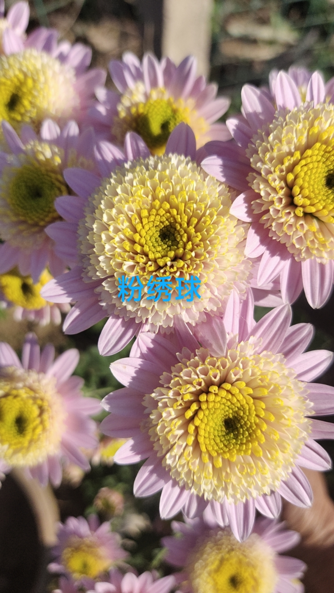 小菊  粉绣球 盆栽  150规格（花苗期）