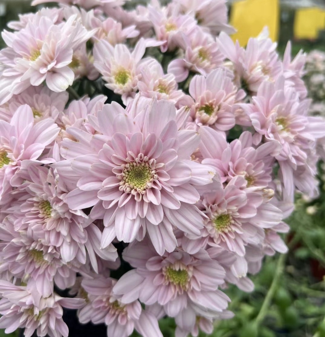 小菊  桃花雪 盆栽  150规格（新品）