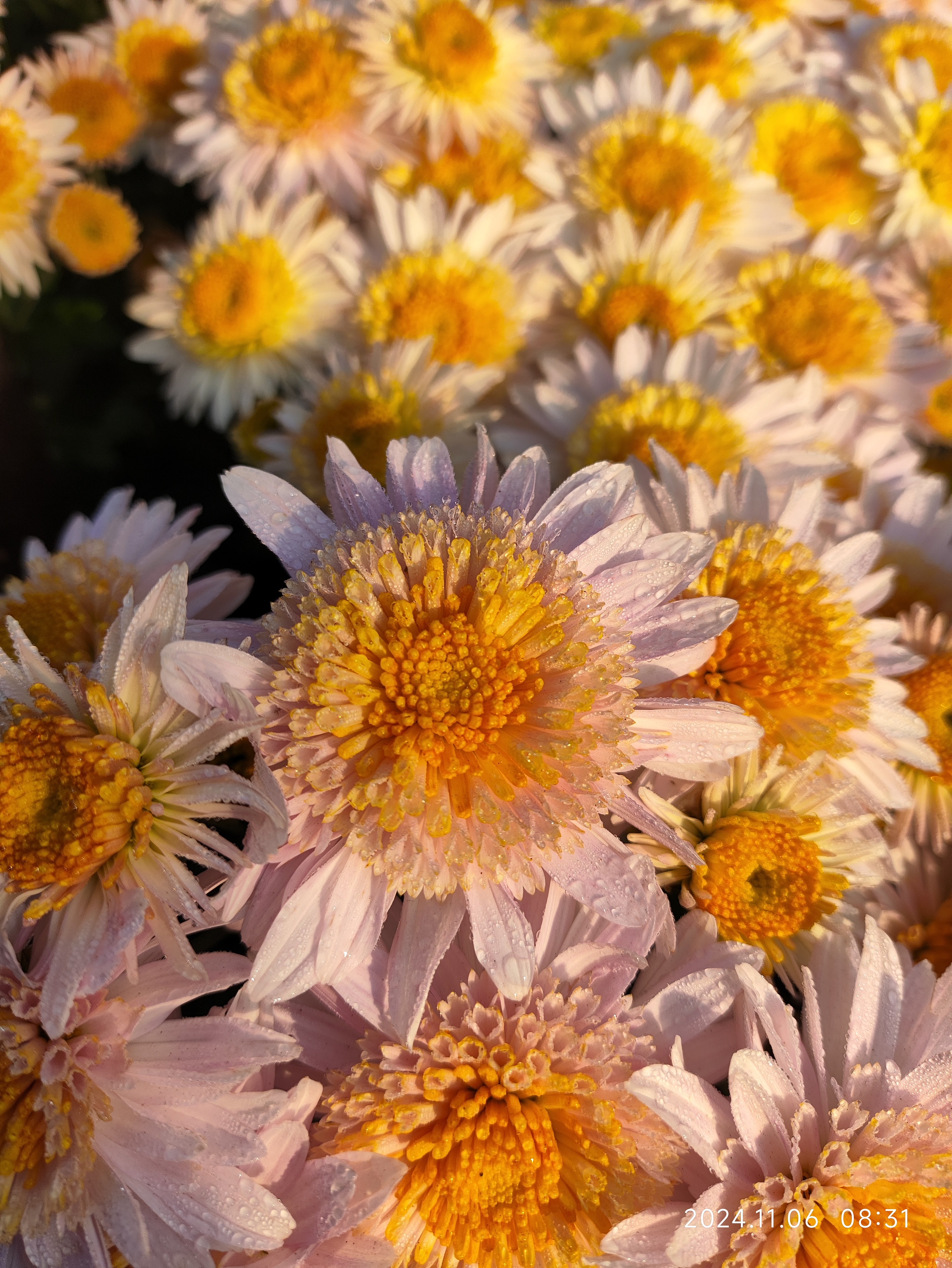 切花菊  粉蒲  盆栽  150规格（花期已过，露天苗性价比低慎拍）