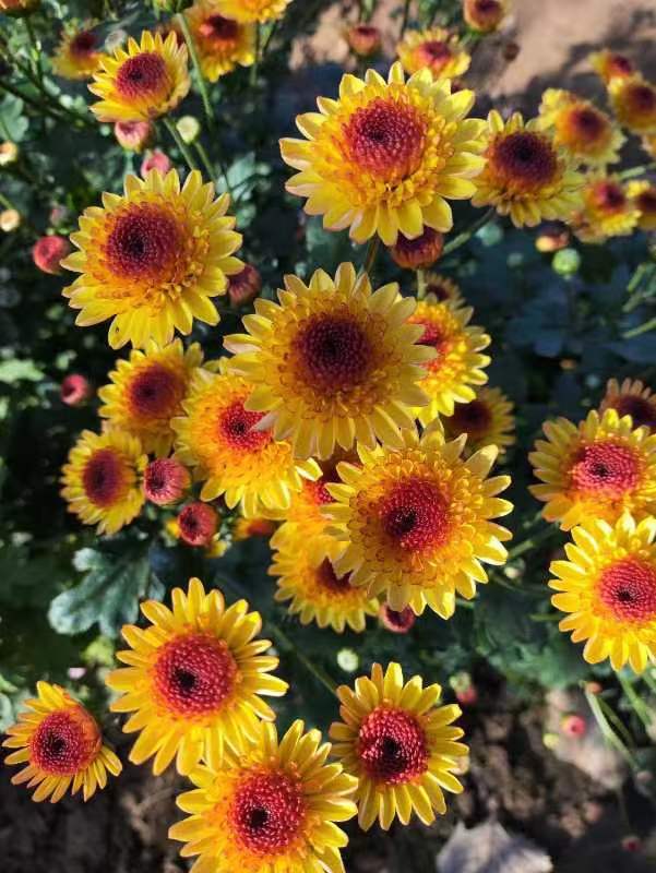 小菊  橙汁盆栽 四季易活阳台庭院室内（花苗期）