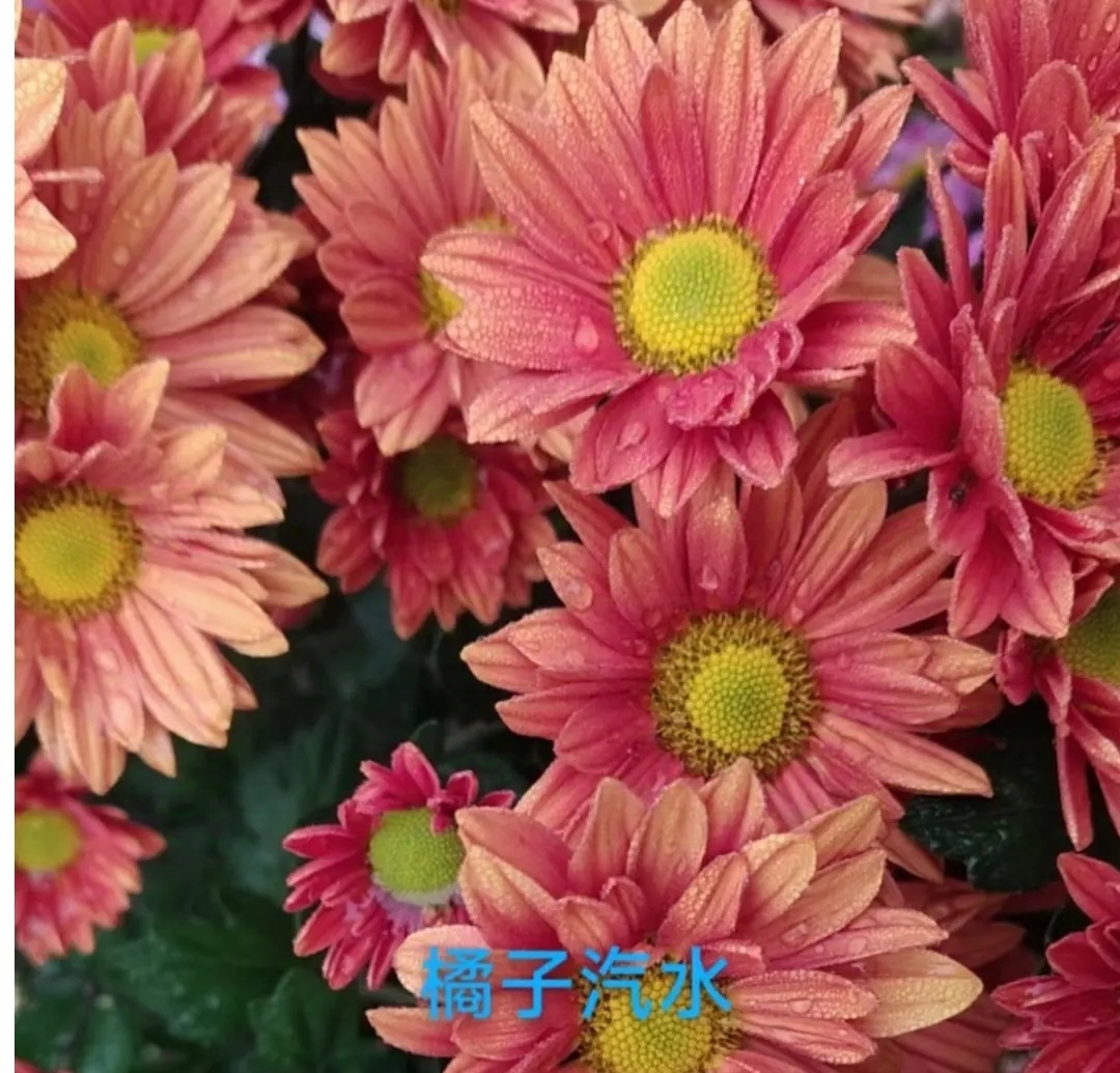 小菊 橘子汽水和桔星 盆栽（新粉先看差评，露天苗性价比低慎拍）