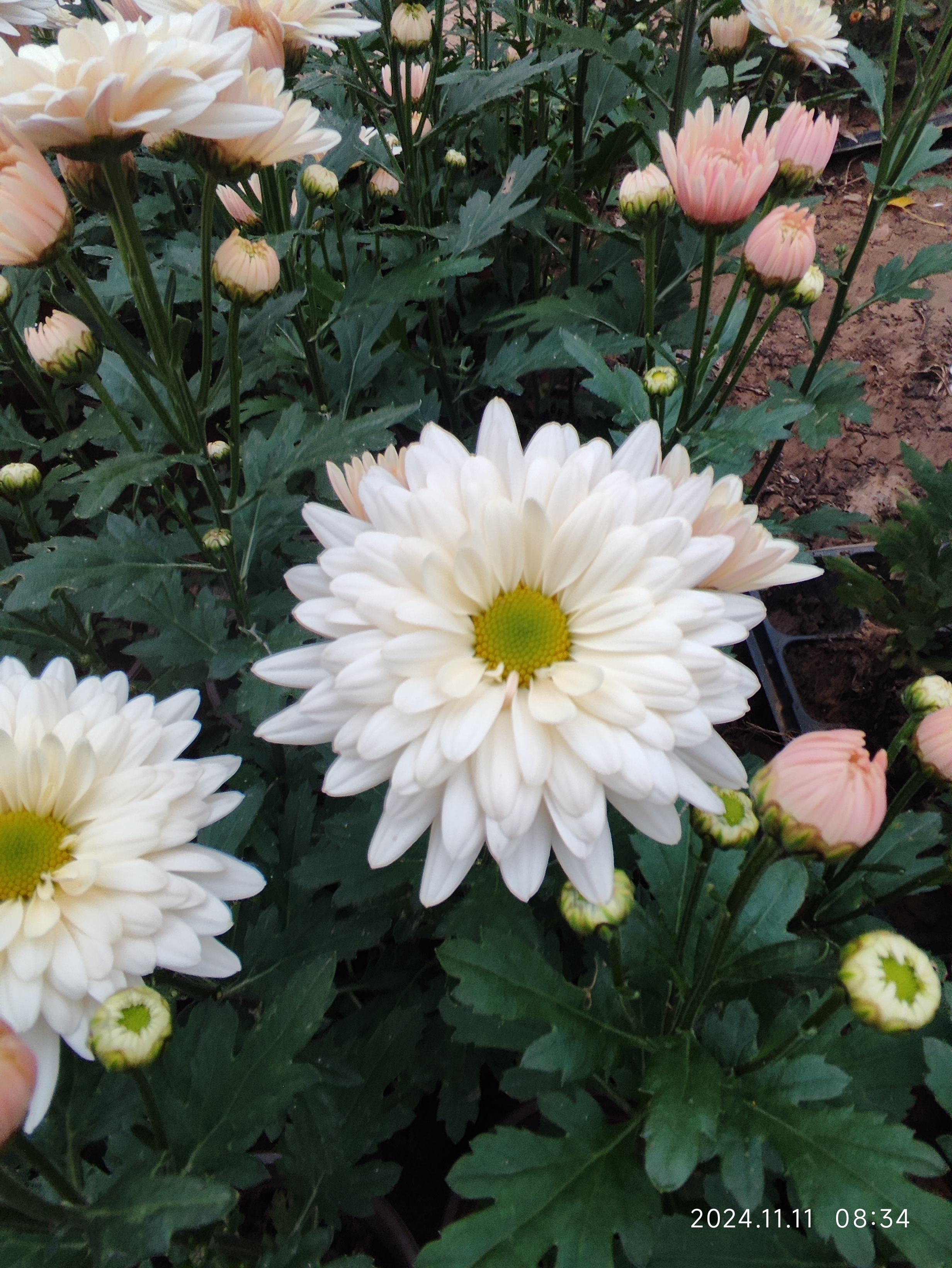 切花菊   汉城香槟  盆栽  150规格（花期已过，性价比低，慎拍）