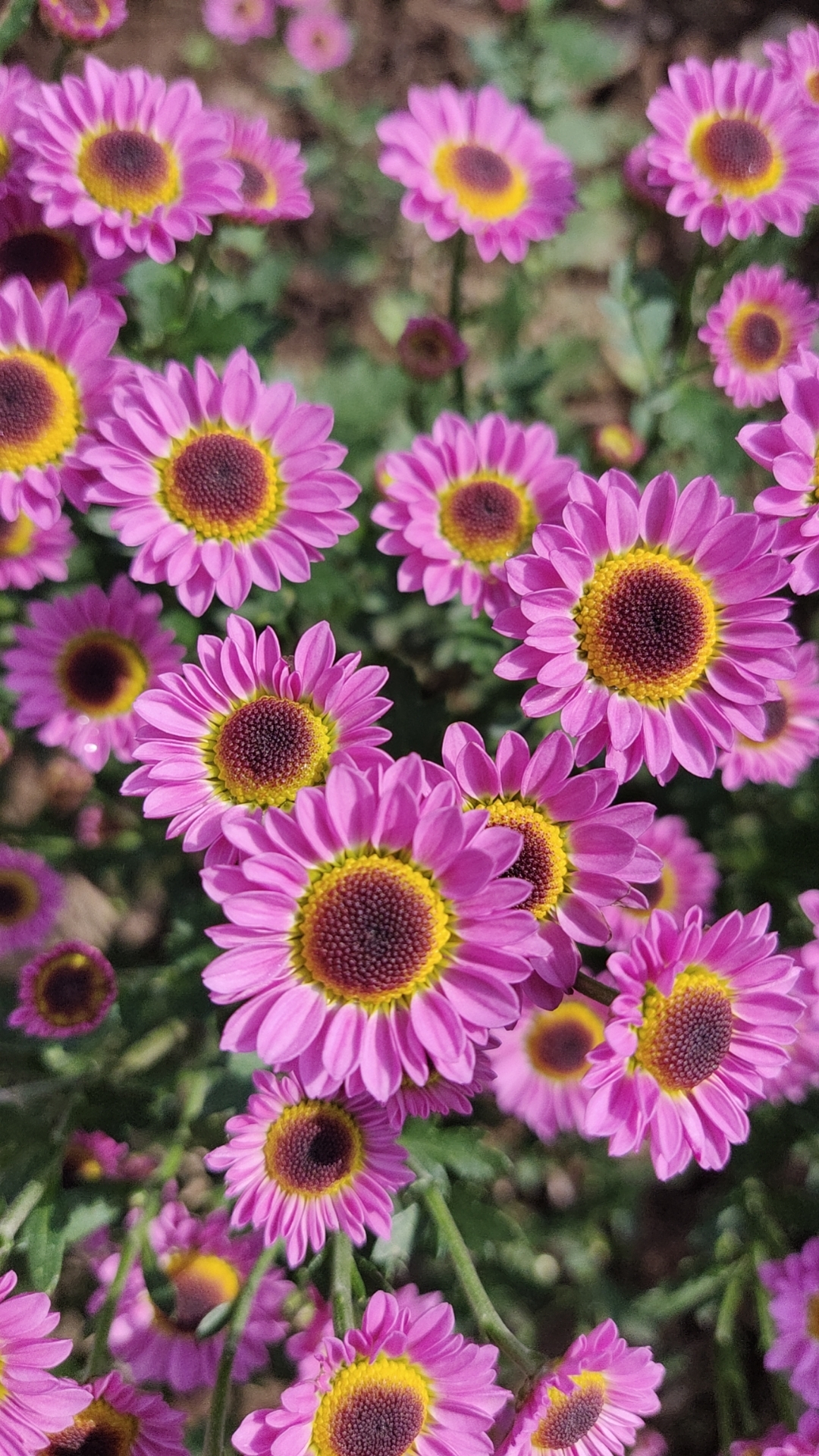 小菊  粉米 盆栽  150规格（花期已过）