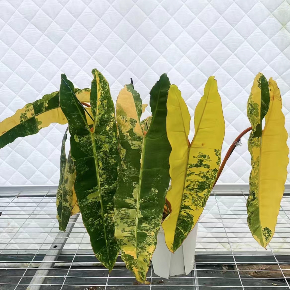 植系life 进口热带雨林天南星科花烛INS风室内养护植物直播链接