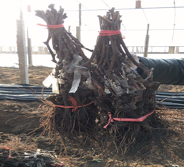 盆栽地栽 绿植种植 阳台庭院花园