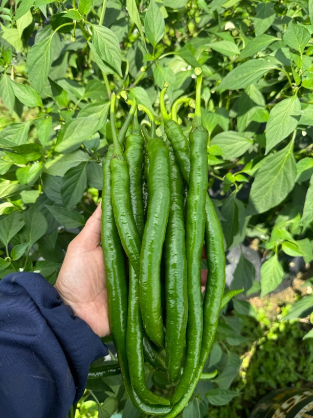 贵州高山露天农家肥种植本地线椒薄皮青椒新鲜 现摘现