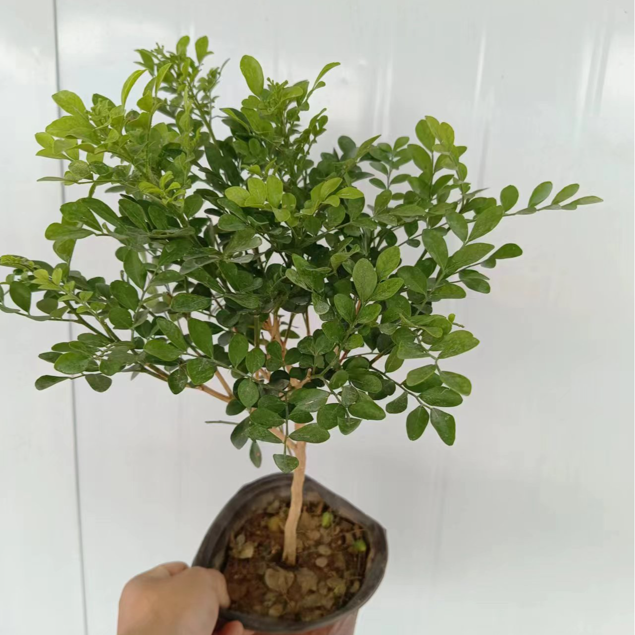 九里香盆栽室内花卉绿植