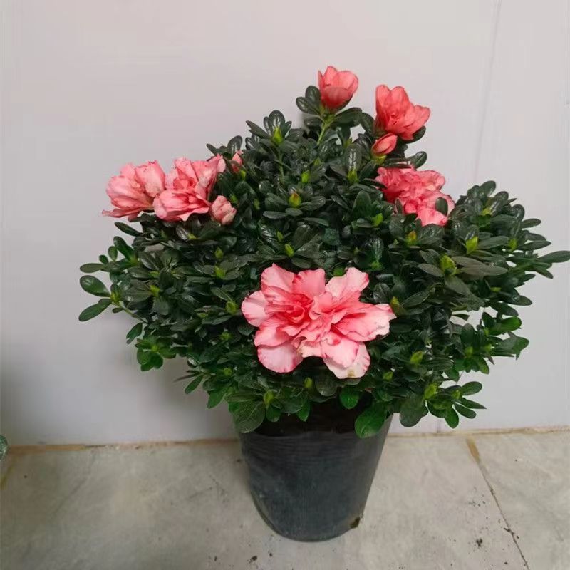 樱桃粉杜鹃花盆栽带花苞四季开花