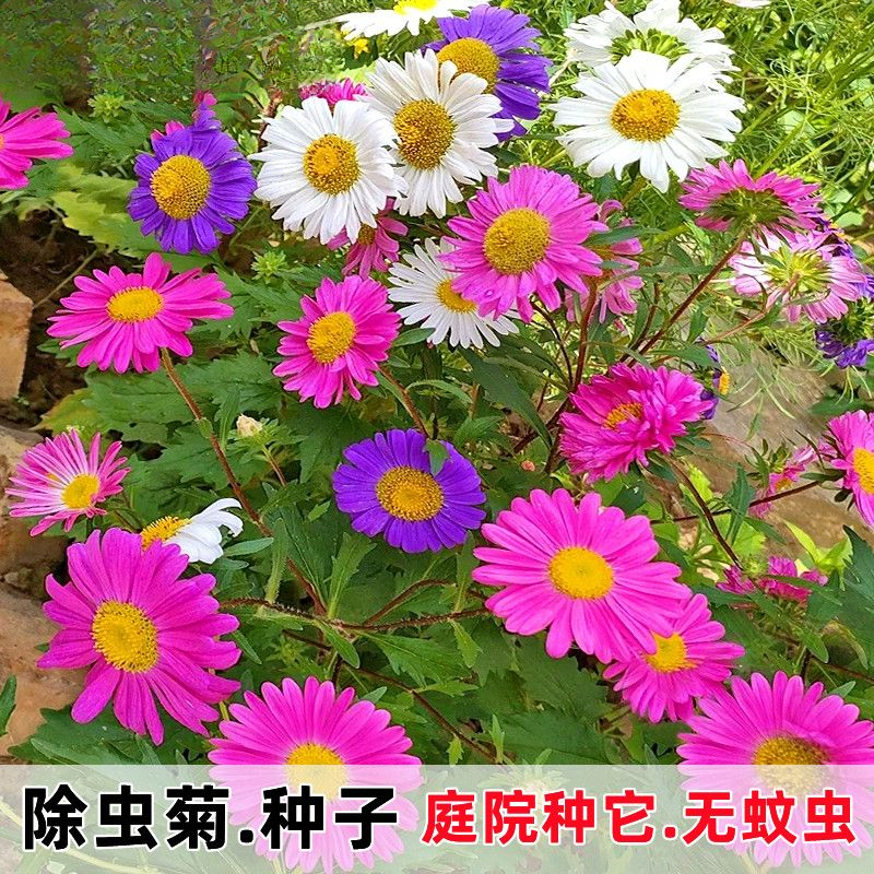 夏季除虫菊驱虫驱蚊花种种子多年生易活盆栽庭院混色花卉