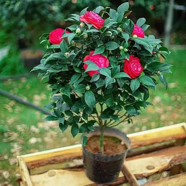 赤丹茶花 花开大红色 中国十大名花适合室内外的绿植盆栽观赏