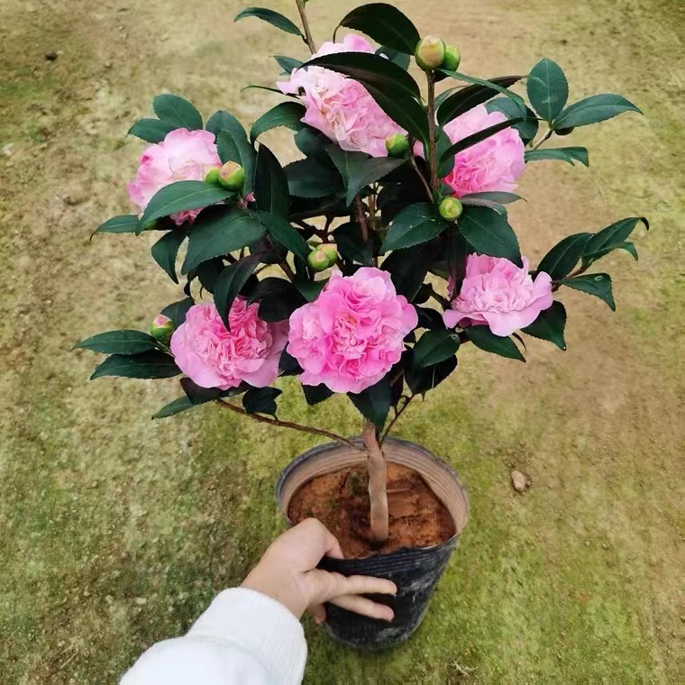 香妃茶花 新手懒人花 好养美观的绿植盆栽 适合室内外种植