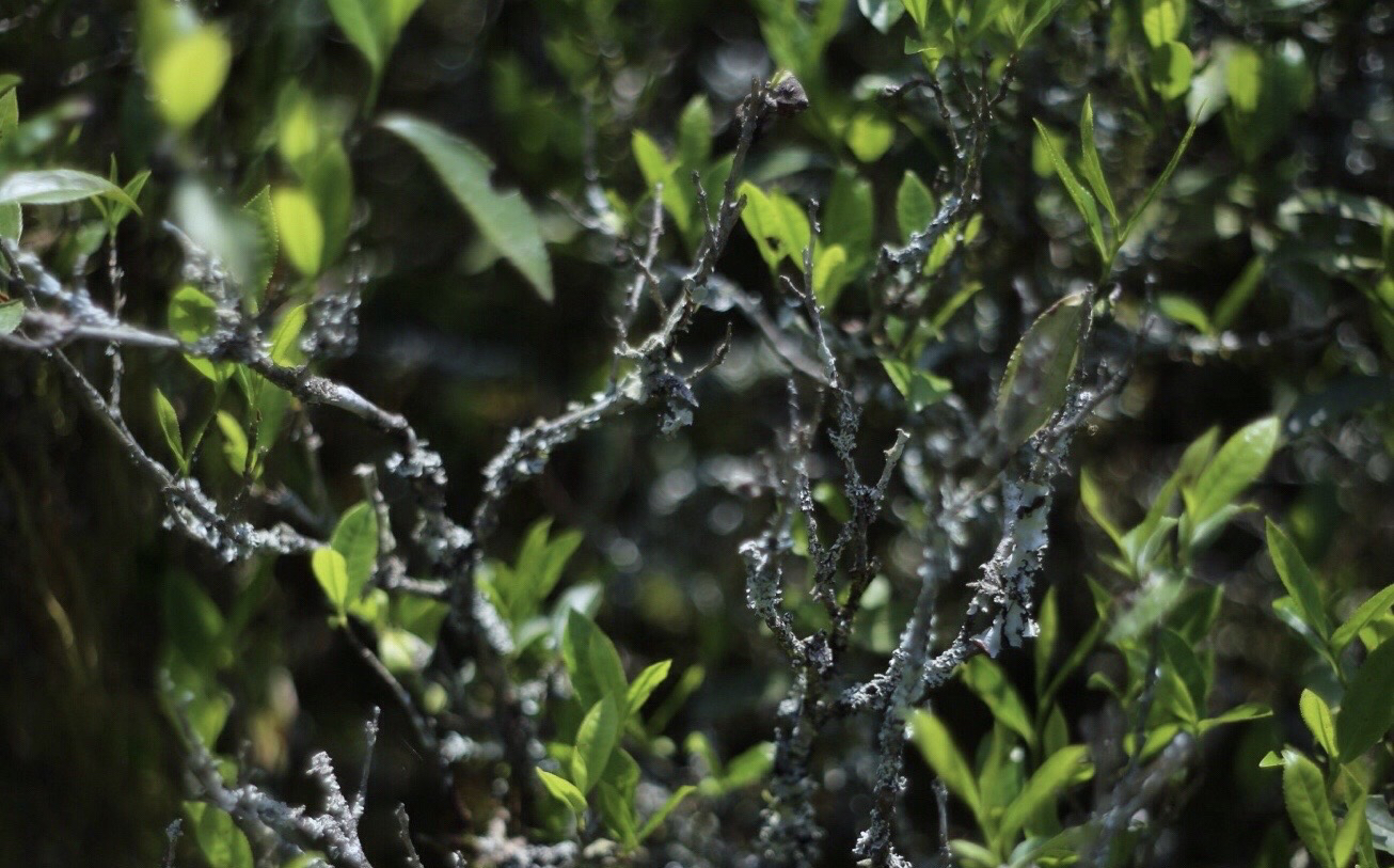 桐木关金边眉品鉴｜单泡