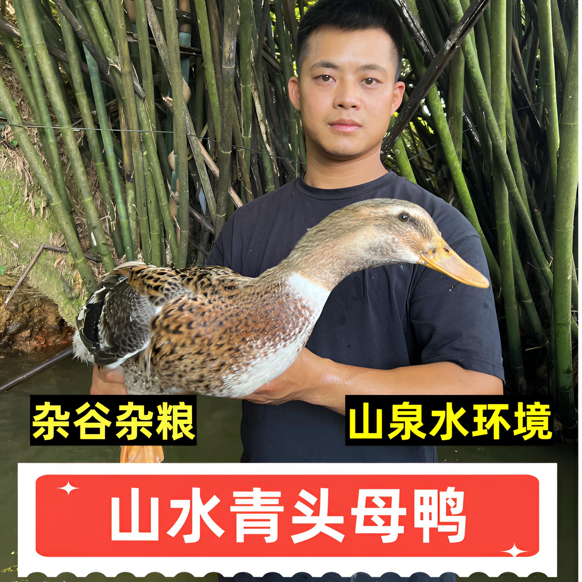 清远山水青头鸭母鸭 山泉水杂粮喂养绿色