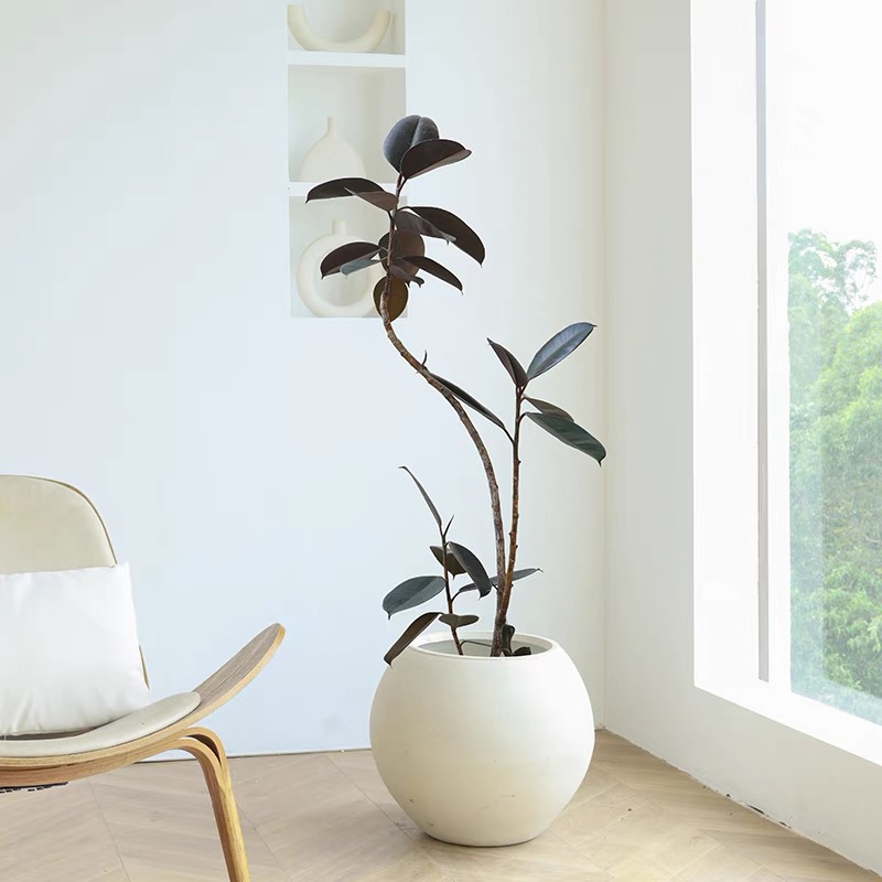 黑金刚橡皮树大摆件网红造型款室内客厅办公室绿植好养耐活