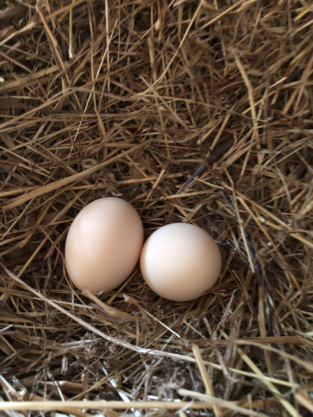 【新客福利】40粉壳送10个鸡蛋