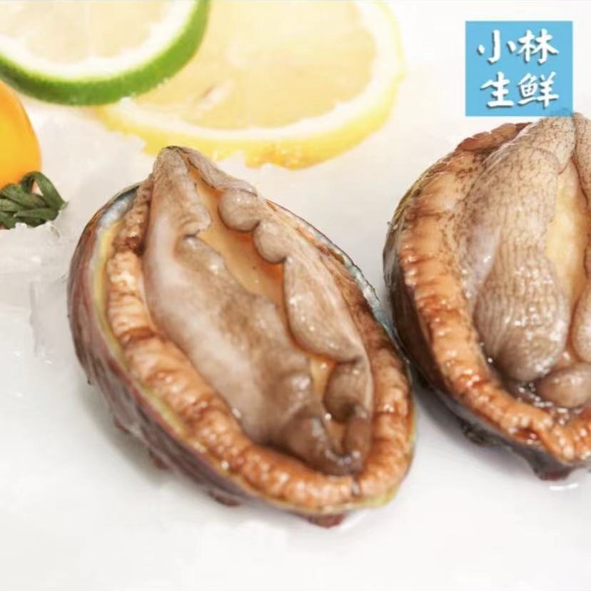 【小林生鲜——鲜活鲍鱼】鲜活福建鲍鱼十头鲍1kg起购饱满劲道
